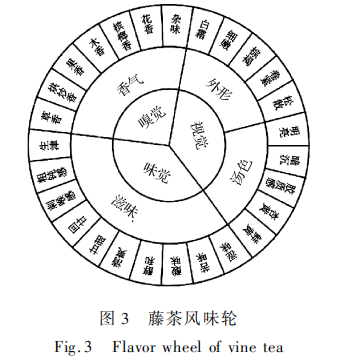 藤茶感官特征定量描述分析與風(fēng)味輪構(gòu)建5