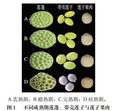 感官評價在鮮食蓮子中的應(yīng)用1