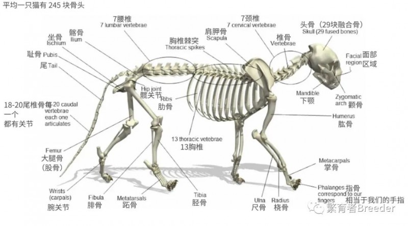 貓身體結構和感官特征分析